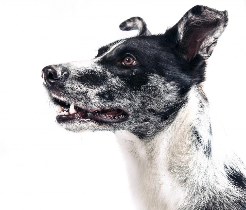 Free Image of Close up of a dog\'s face 